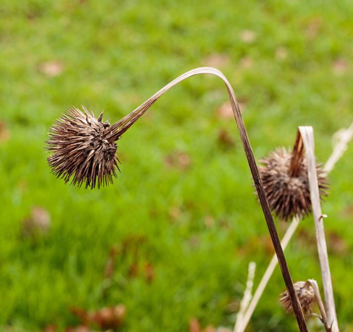 Can i plant coneflower seeds in the fall