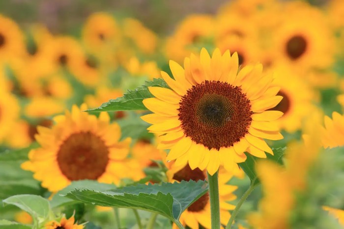 How deep should you plant sunflower seeds