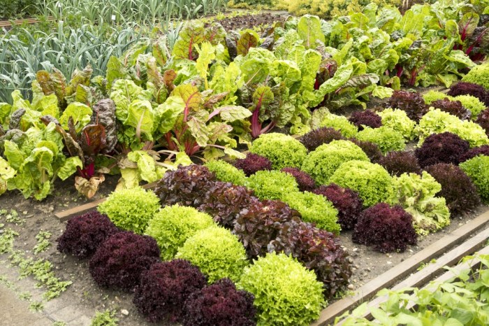 How far apart to plant lettuce seeds