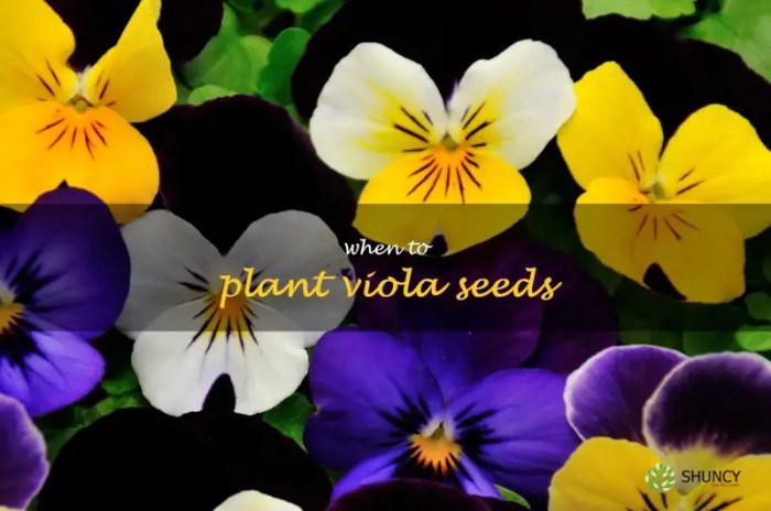 When to plant viola seeds