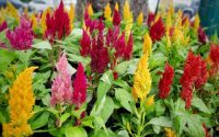 How deep to plant celosia seeds