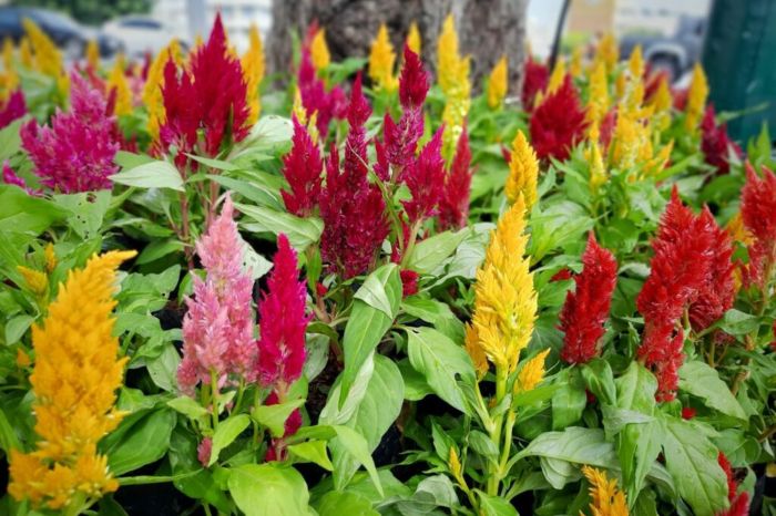 How deep to plant celosia seeds