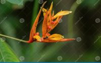 A flowering seed plant