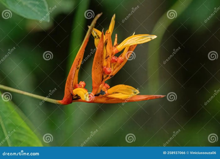 A flowering seed plant