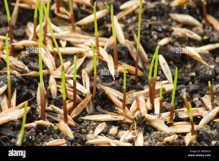 Can you germinate grass seed before planting