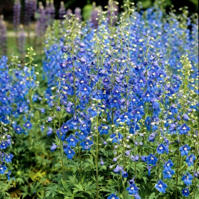 Larkspur plant