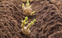 How deep plant seed potatoes