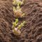 How Deep Plant Seed Potatoes A Comprehensive Guide