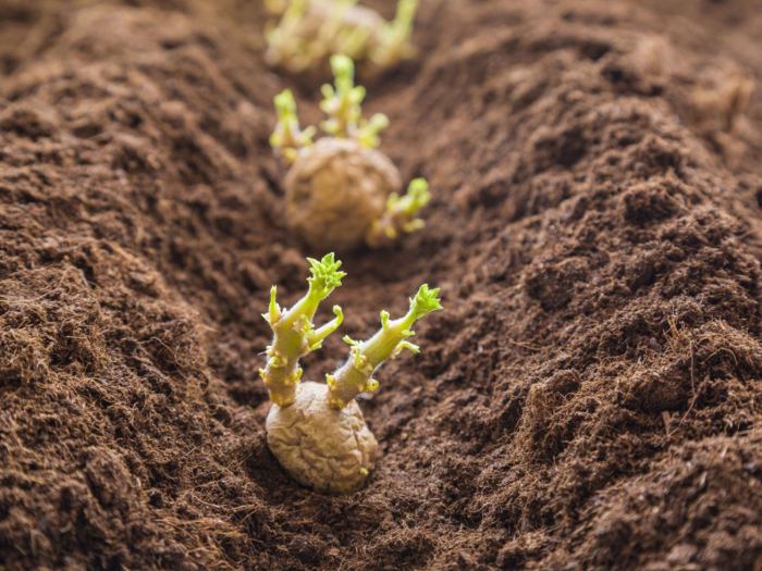 How deep plant seed potatoes