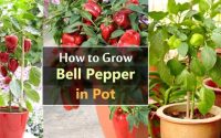 Can i plant bell pepper seeds