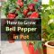 Can I Plant Bell Pepper Seeds?