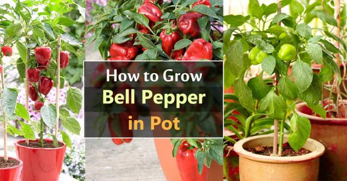 Can i plant bell pepper seeds