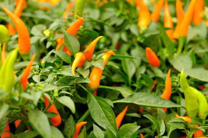 Can you plant fresh pepper seeds