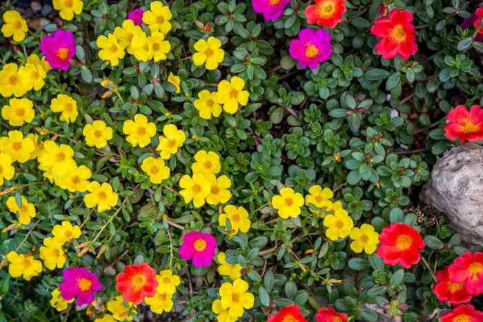 When to plant portulaca seeds