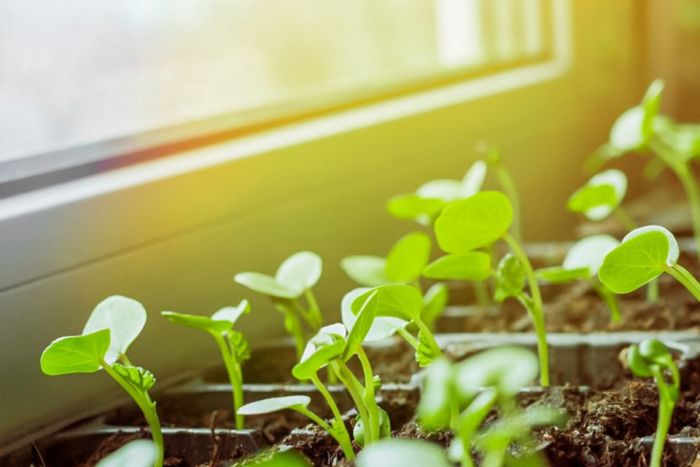 Seeds indoors transplant seedlings planting followpics