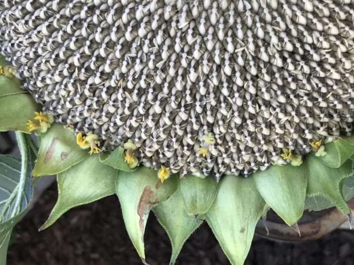 Peeled fresh burlap vitamine sonnenblumen flip bread peanuts pans unpeeled voeding slices kernels sprouts peanut hack verpackung sprout rye plumcake