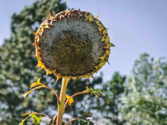 Can you plant sunflower seeds in july