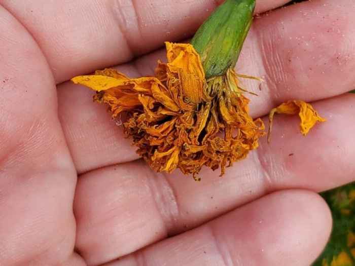 Marigold seeds plant deep grow