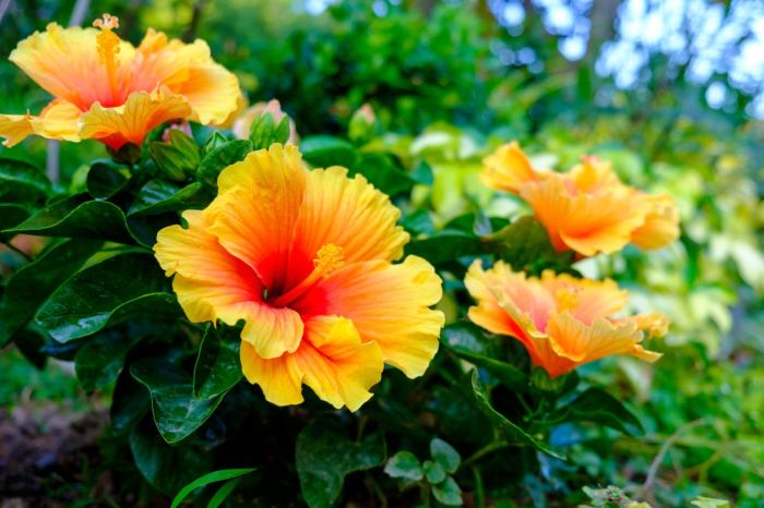 How deep to plant hibiscus seeds