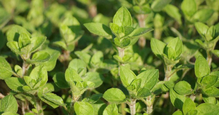 Oregano seed