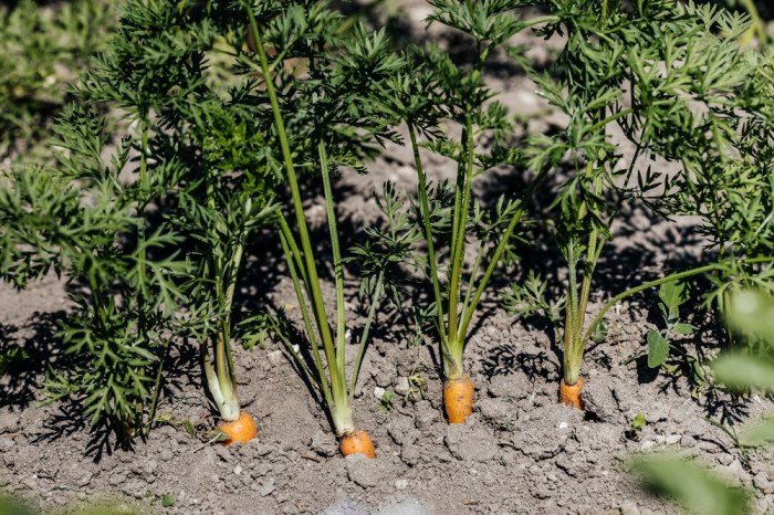 How far apart should you plant carrot seeds