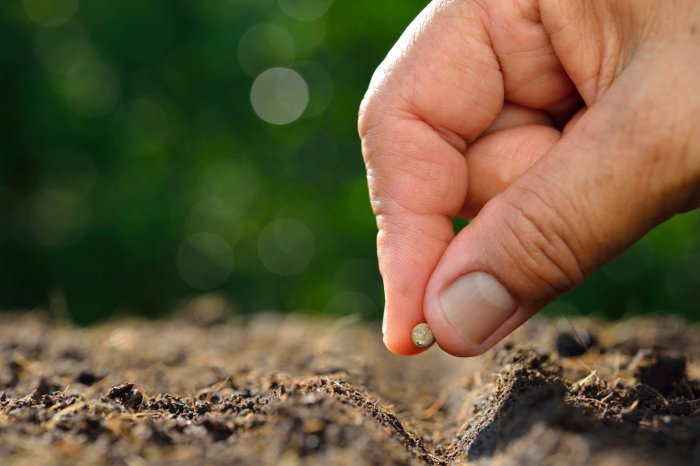 How many sunflower seeds to plant per hole