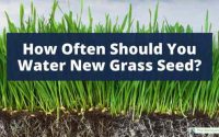 How long to water newly planted grass seed