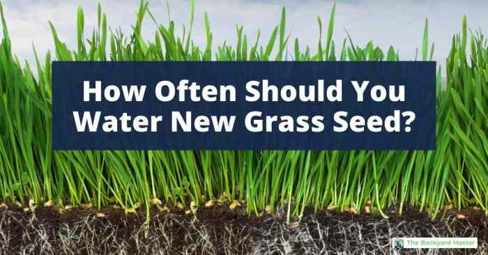 How long to water newly planted grass seed