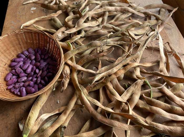 Do seeds need to be dry before planting