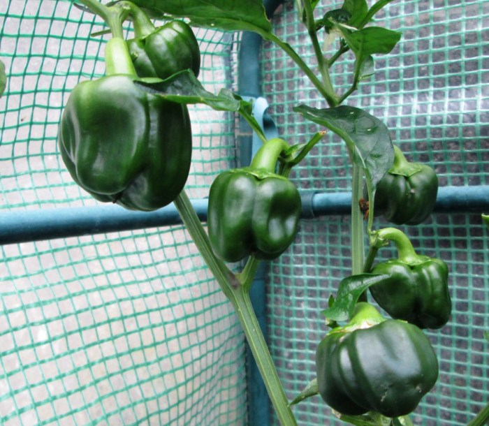 Can i plant bell pepper seeds