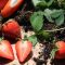 When to Plant Strawberries From Seed