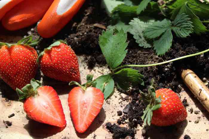 Strawberries seed growing strawberry grow seeds plant containers article saved