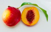 When to plant peach seed