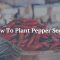 Can You Plant Fresh Pepper Seeds?