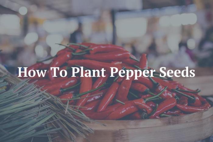 Can you plant fresh pepper seeds