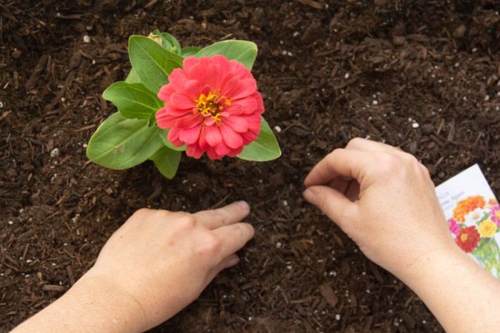 Zinnias grow