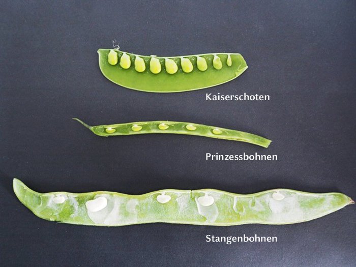 How far apart to plant bean seeds