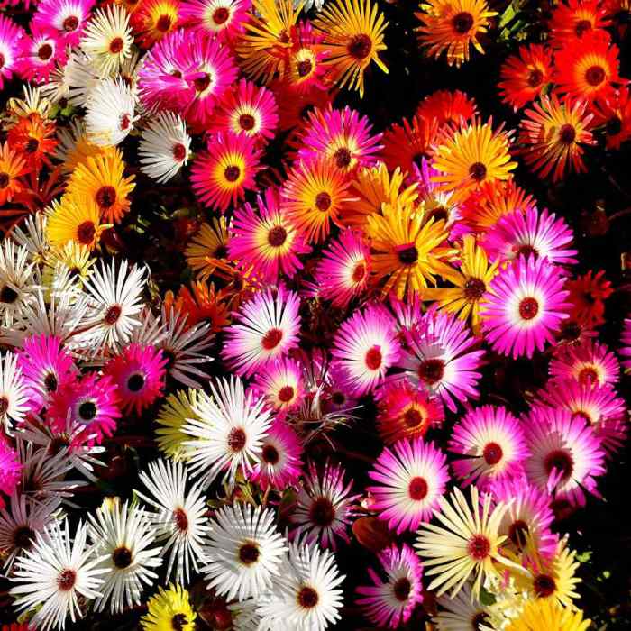 Where to buy ice plant seeds