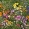 When to Plant Perennial Wildflower Seeds