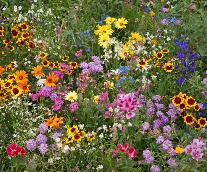 When to plant perennial wildflower seeds