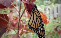 Can i plant wildflower seeds in the fall