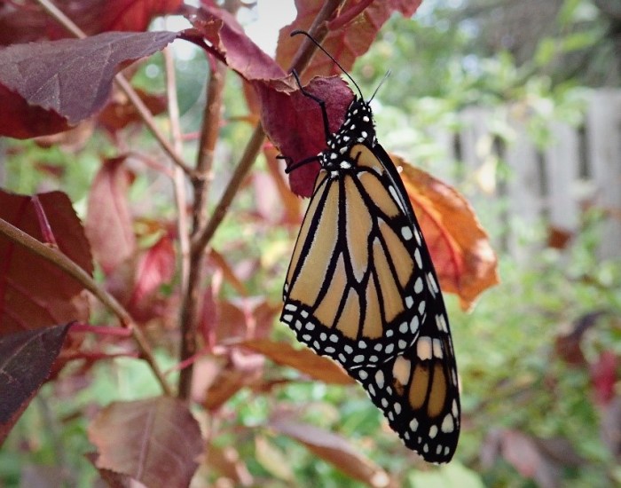 Can i plant wildflower seeds in the fall