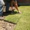 Can You Plant Zoysia Grass From Seed?