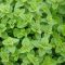 When to Plant Oregano Seeds