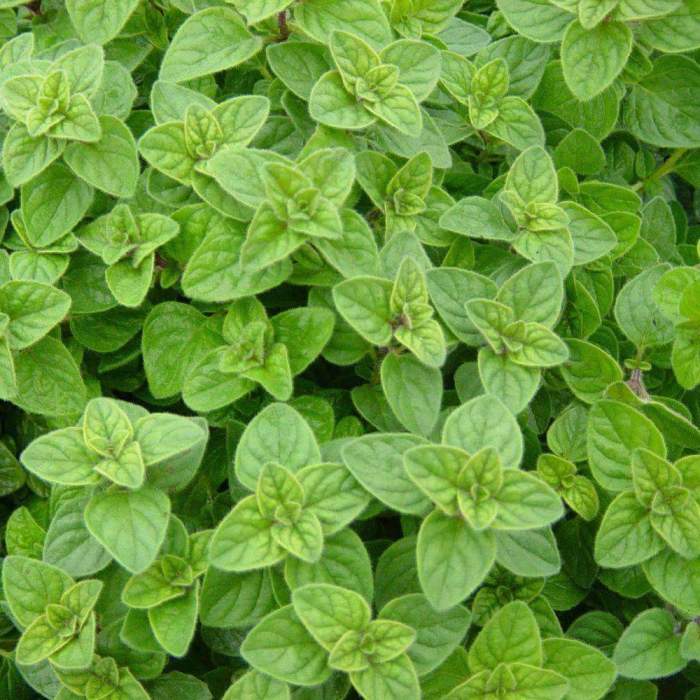 When to plant oregano seeds