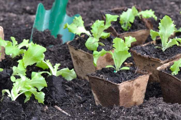 How far apart to plant lettuce seeds