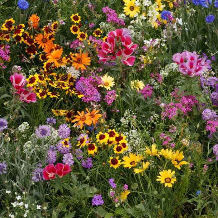 When to plant wildflower seeds maryland