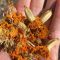 Can I Plant Marigold Seeds in the Fall?