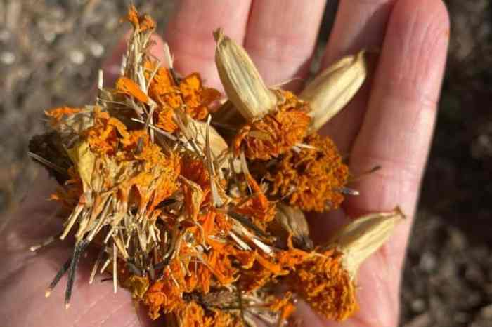 Can i plant marigold seeds in the fall