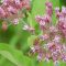 Can I Plant Milkweed Seeds in Spring?